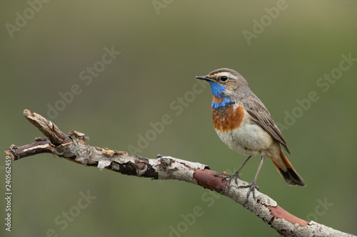 bluethroat sitting on a branch