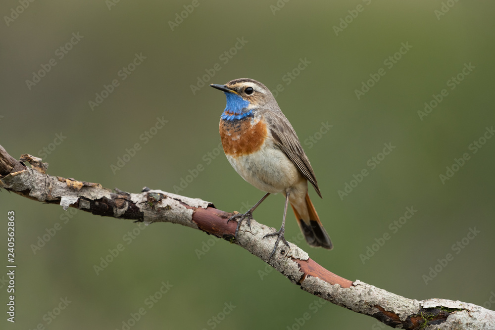 bluethroat sitting on a branch bluethroat sitting on a branch