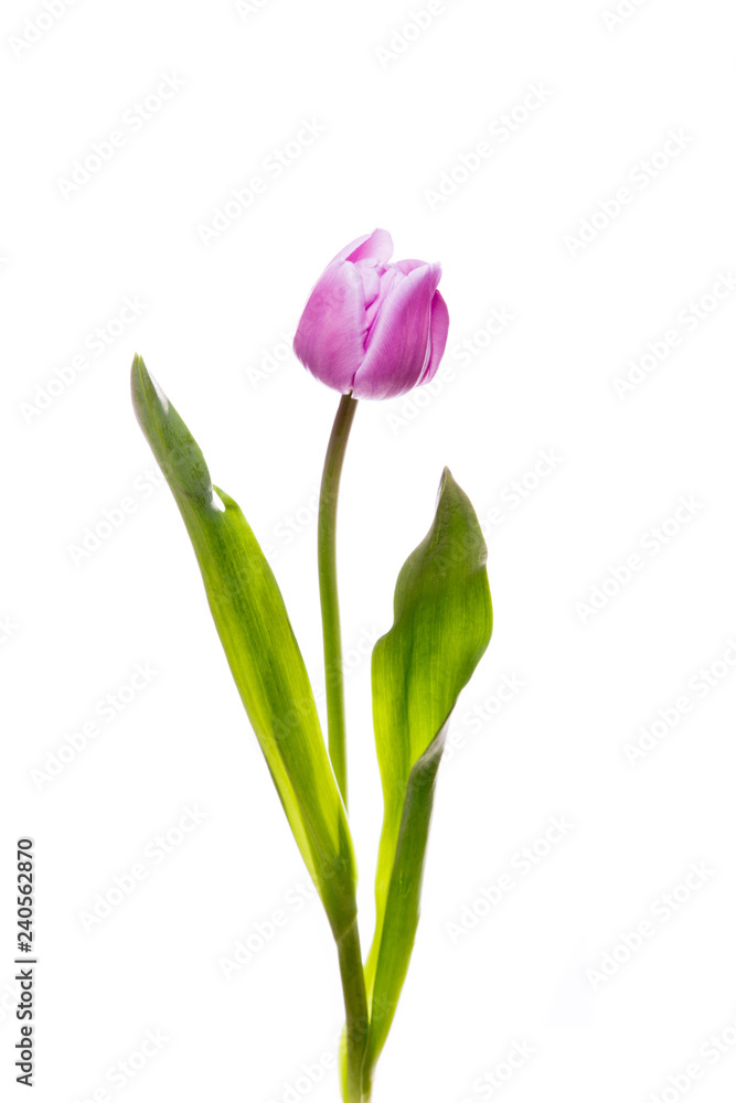 purple isolated tulip flower on white background purple isolated tulip flower on white background
