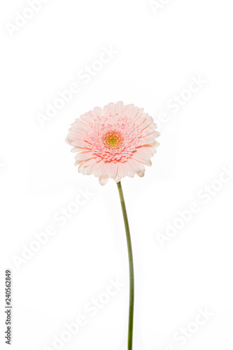 pink isolated berber flower on white background 