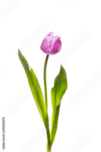 purple isolated tulip flower on white background  © Александра Голубцова