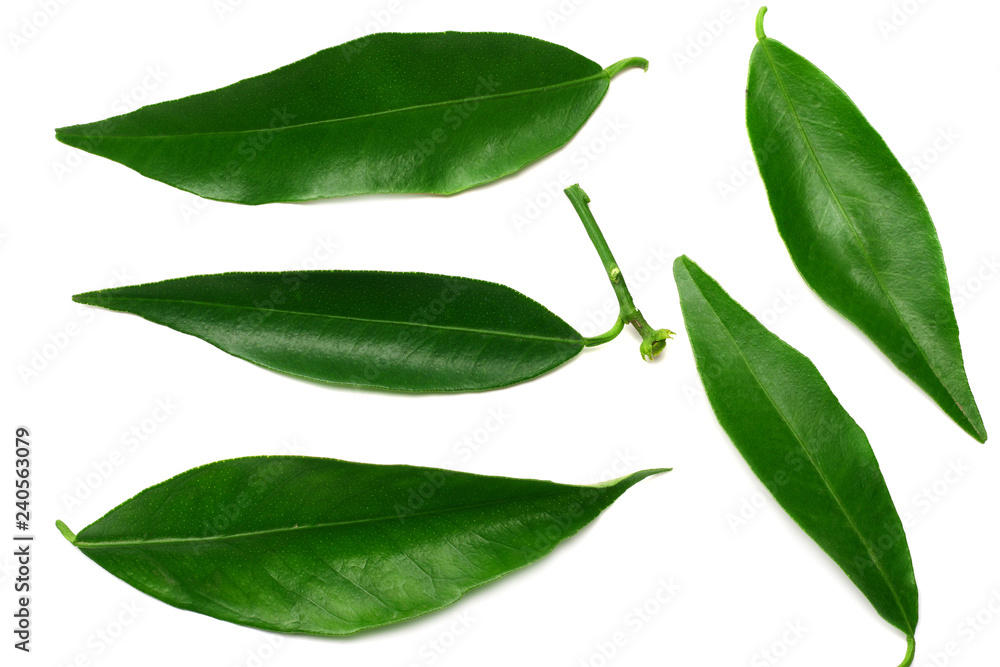citrus leaves isolated on white background. top view. mandarin leaves. orange leaves citrus leaves isolated on white background. top view. mandarin leaves. orange leaves