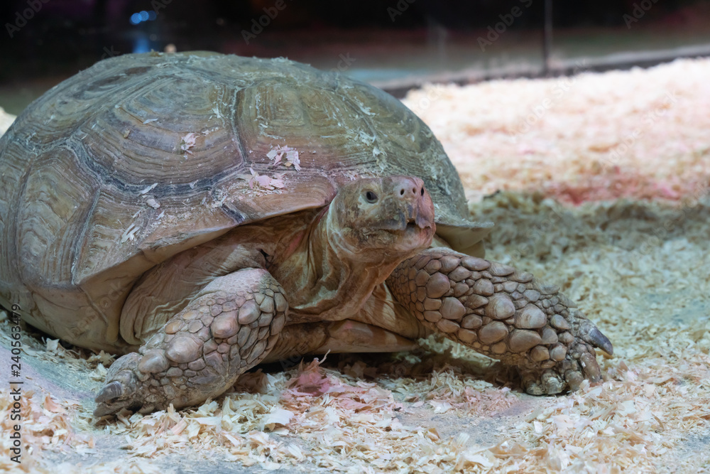 Obraz premium Portrait of a giant tortoise close-up
