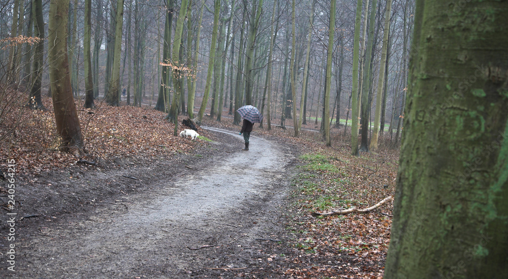 Walking the dog in denmark in autumn Walking the dog in denmark in autumn