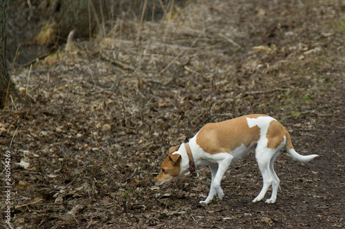 dog playing and having fun in denmark