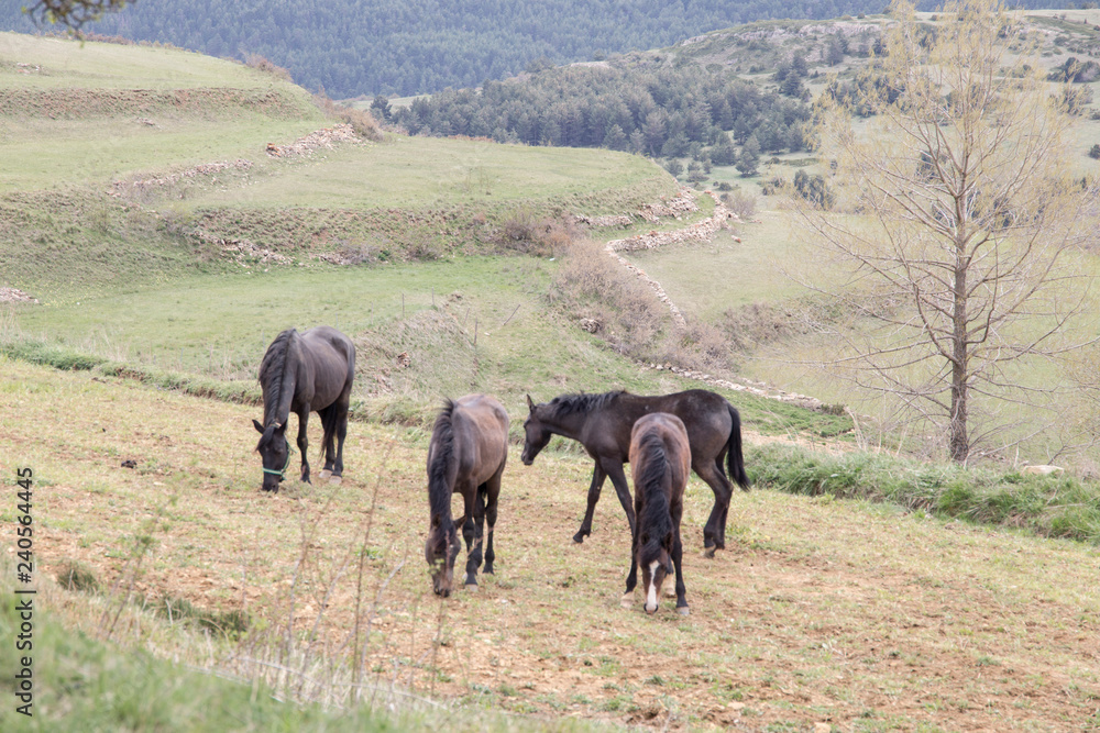 Grazing horses in Gudar mountains Teruel Aragon Spain