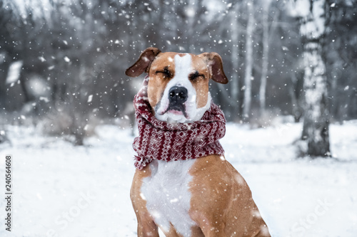 Fototapeta Naklejka Na Ścianę i Meble -  Dog with closed eyes in winter scarf outdoors. Cute staffordshire terrier at the forest on a snowy winter day