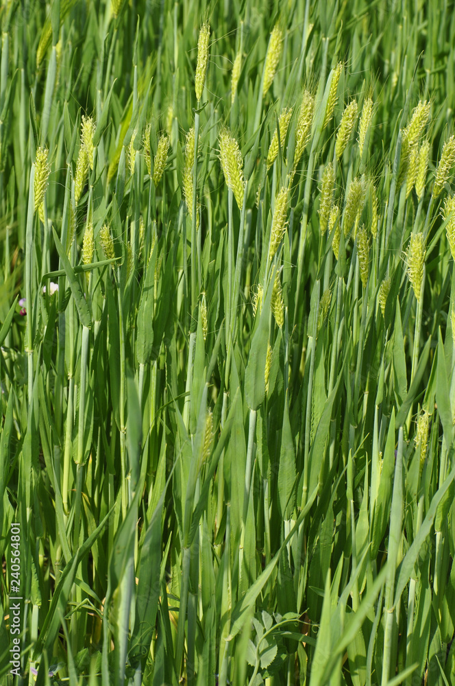 Obraz premium Green ears close-up, fresh greens