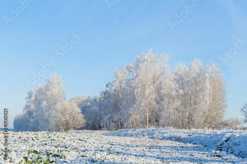 winter tree background. Belarusian winter landscape. Beginning of winter.