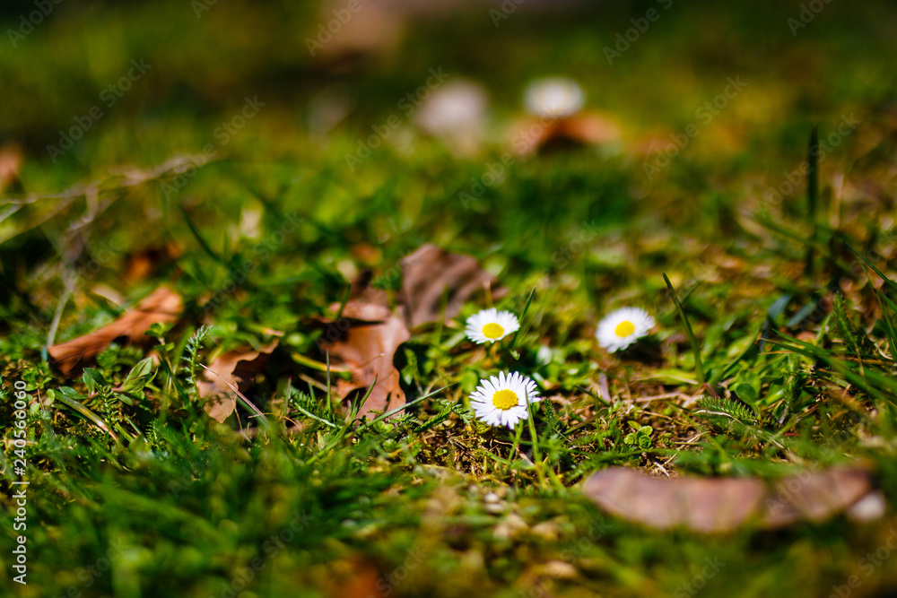 Daisies growing in mountains in spring time. Flowers selective focus