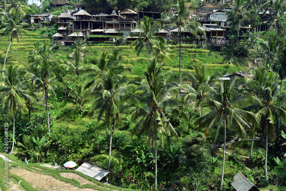 Amazing Tegalalang Rice Terrace Fields and some Palm Trees Around, Ubud, Bali, Indonesia Amazing Tegalalang Rice Terrace Fields and some Palm Trees Around, Ubud, Bali, Indonesia