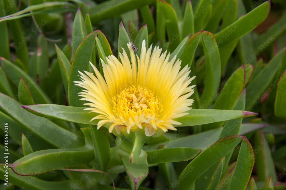A flower blooms on a succulent A flower blooms on a succulent