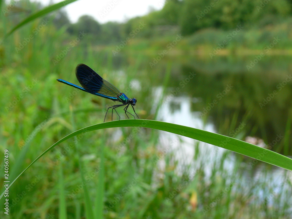 Dragonfly on the background of the river Dragonfly on the background of the river