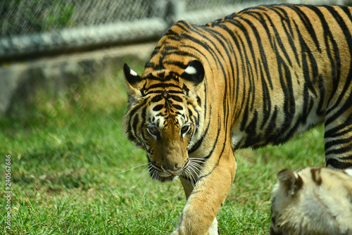 junge Tiger im Zoo in Thailand