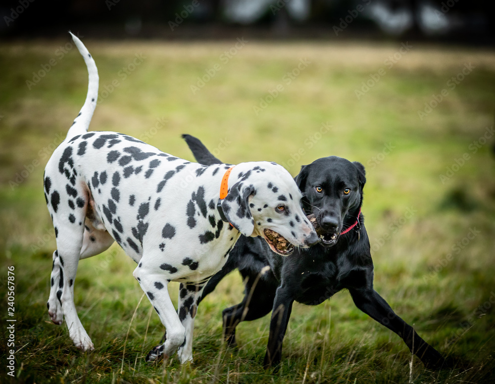 The Dalmatian The Dalmatian