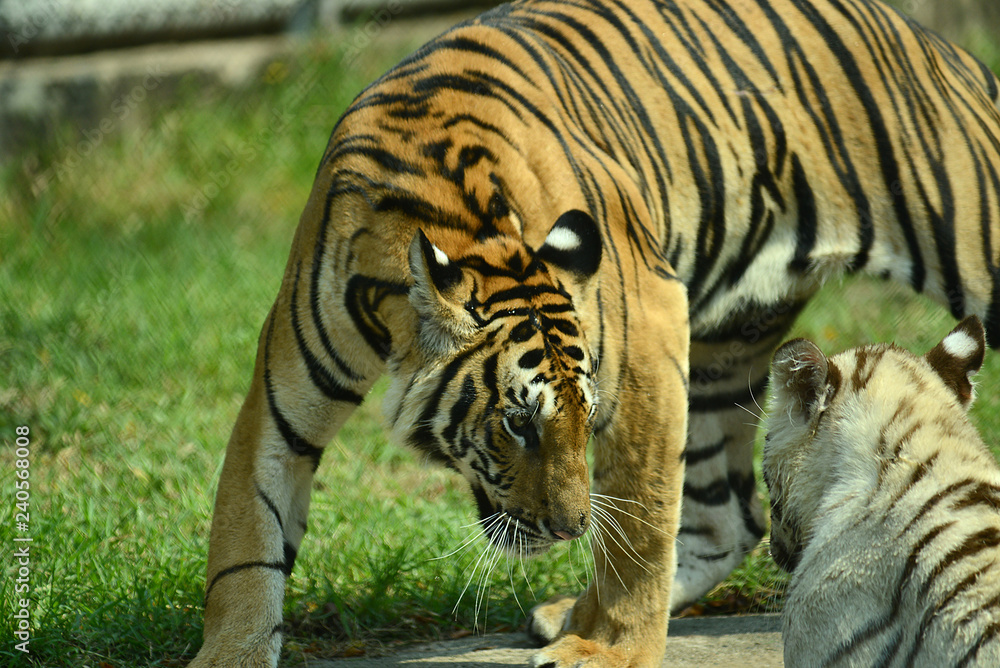 Obraz premium junge Tiger im Zoo in Thailand
