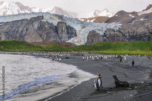 Two King Penguins and a Fur Seal being engaged in an Agressive Encounter. Gold Harbour  South Georgia Island  Antarctica.