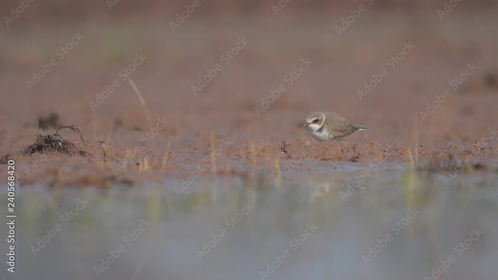 Kentish plover running in wetland for hunting Kentish plover running in wetland for hunting