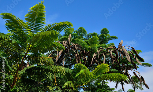 Green branches and ripe fruits of flamboyan tree with blue sky in background