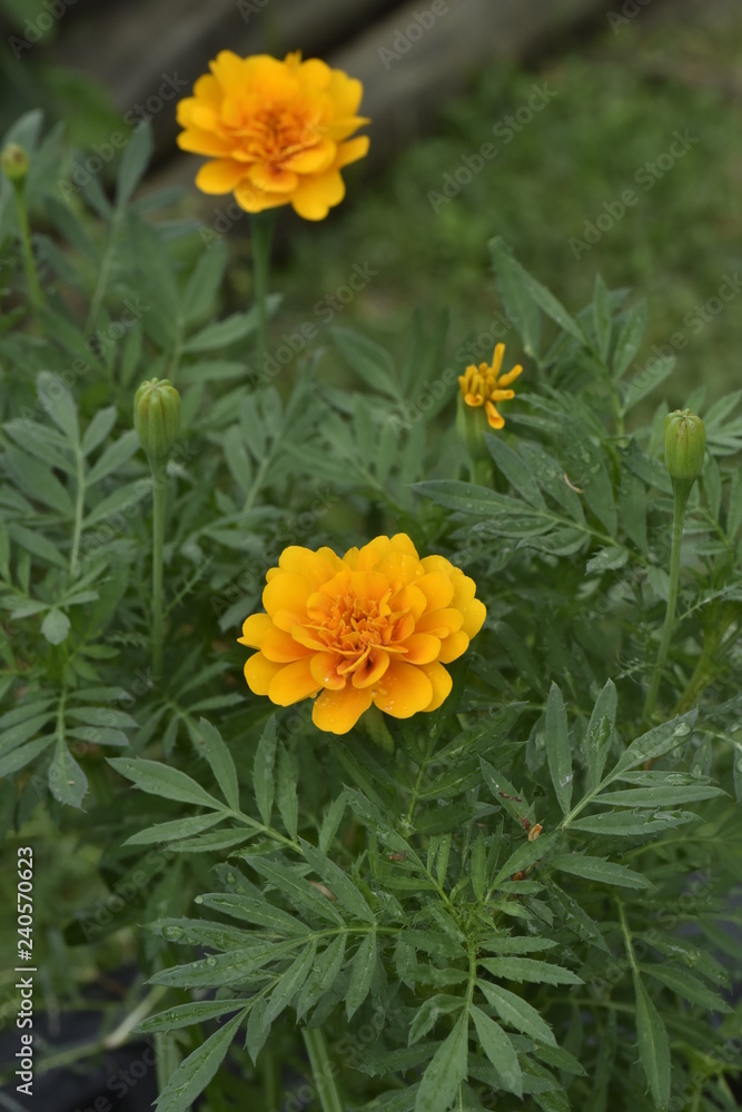 Flower Flower