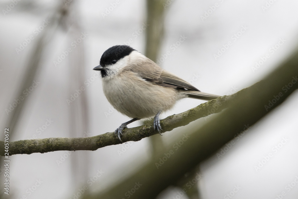 Poecile palustris - Marsh tit on a branch. Poecile palustris - Marsh tit on a branch.