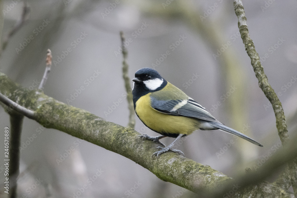 Parus major - Great tit on a branch.