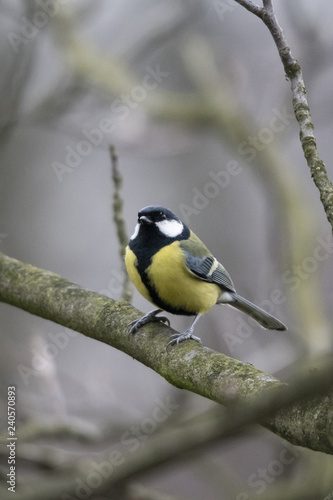 Parus major - Great tit on a branch.