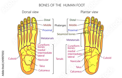 Vector illustration of a human leg with denominations of the bones of the foot. Anatomy of dorsal and plantar views of  the foot. For advertising or medical publications