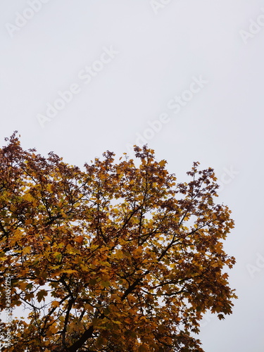 Autumn