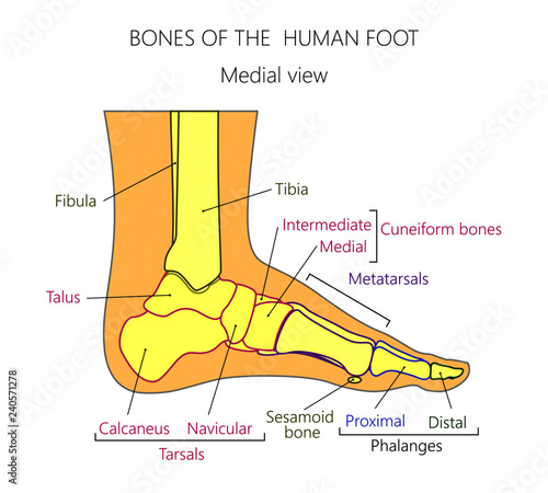 Vector illustration of a human leg with denominations of the bones of the foot. Anatomy of medial or side view of  the foot. For advertising or medical publications.
