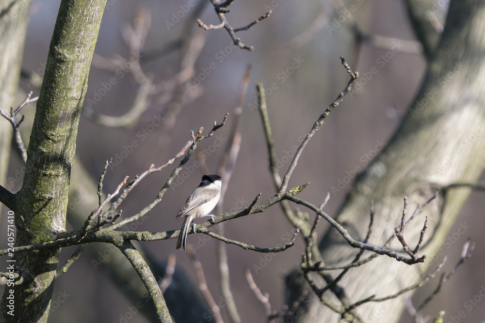 Poecile palustris - little gray bird with black cap. Poecile palustris - little gray bird with black cap.