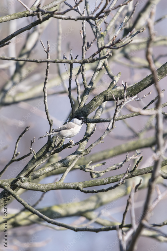 Poecile palustris - little gray bird with black cap. Poecile palustris - little gray bird with black cap.