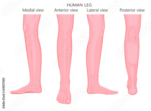 Different views, sides of a human leg (posterior, frontal, anterior, back, side, lateral, medial) with ankle and knee. Vector illustration for advertising, medical (health care) publications