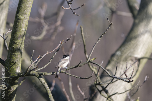 Poecile palustris - little gray bird with black cap.