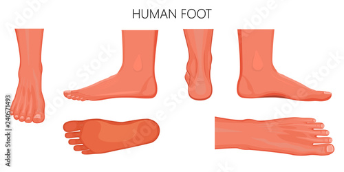 Different views  of a human foot (front, back, side, lateral, medial, dorsal and plantar) isolated on white background. Vector illustration for medical (health care) use
