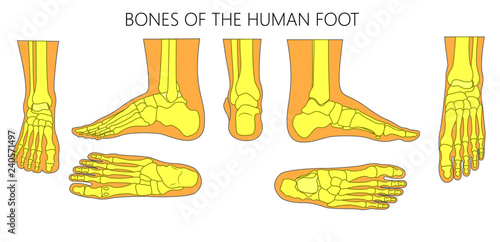 Different views  of a human foot (front, back, side, lateral, medial, dorsal and plantar) isolated on white background. Vector illustration for medical (health care) use