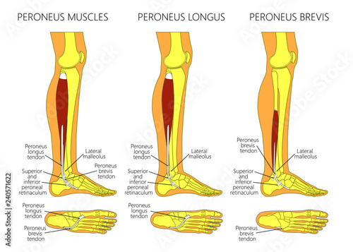 Vector illustration of peroneus longus and peroneus brevis muscle. Lateral view of human leg and ankle and bottom or plantar view of the foot