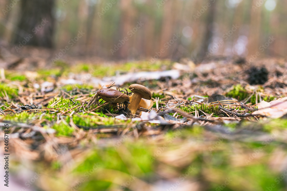 Beautiful edible mushroom in a pine forest Beautiful edible mushroom in a pine forest