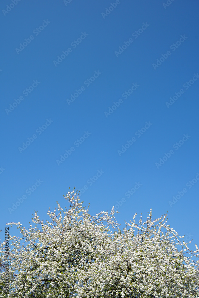 white cherry tree blossoms and clear sky background with copy space white cherry tree blossoms and clear sky background with copy space