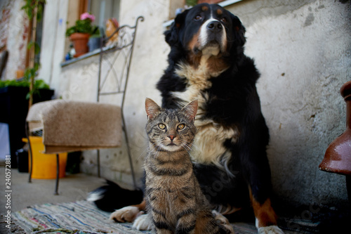 Bernese Mountain Dog with a cat cute
