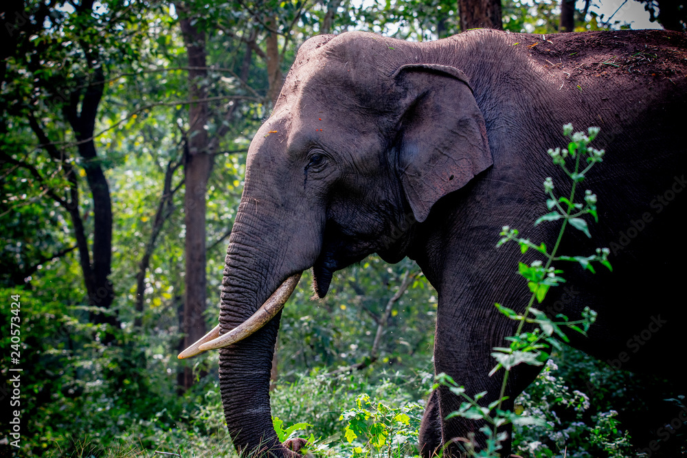 Fototapeta premium Asian Wild Elephant