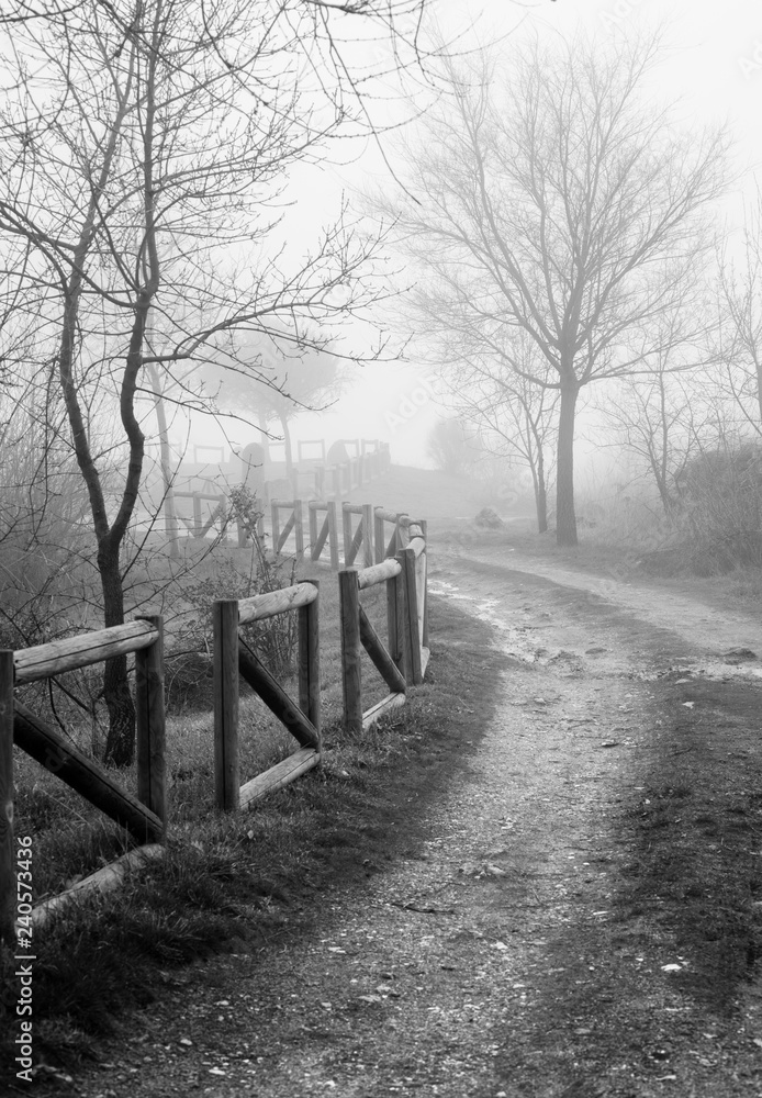 path in the mist