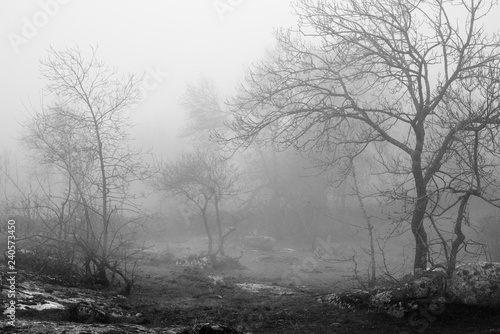 winter foggy landscape