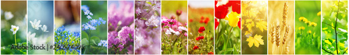 Beautiful collage of flowers on the field