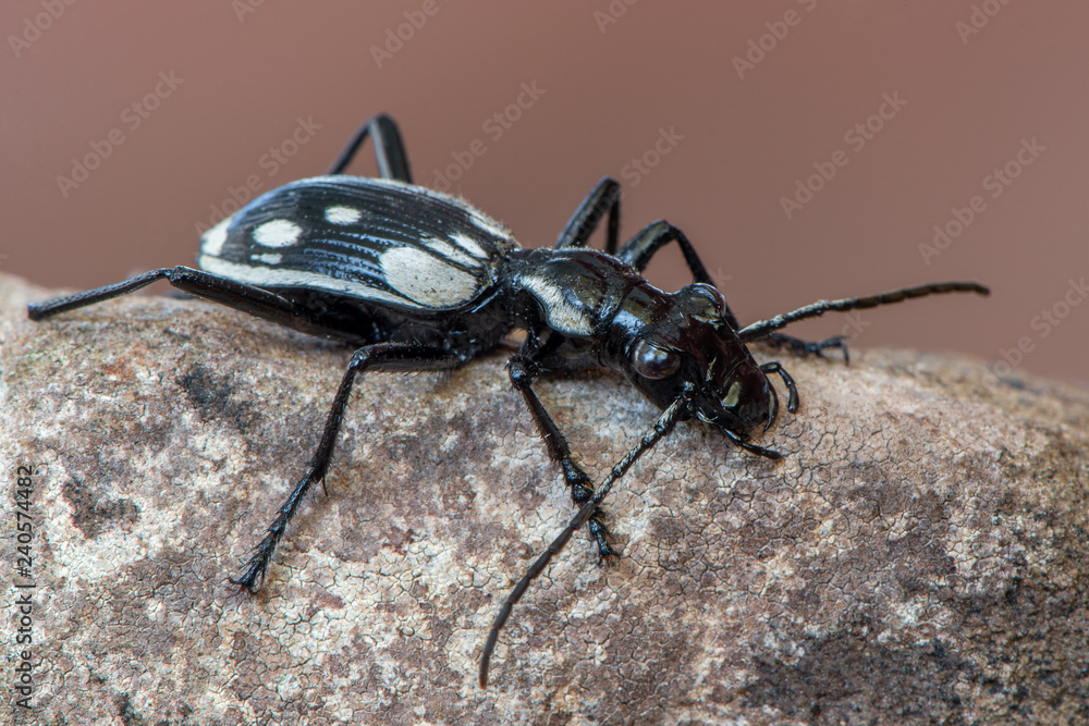 Egyptian predator beetle - Anthia sexmaculata Egyptian predator beetle - Anthia sexmaculata
