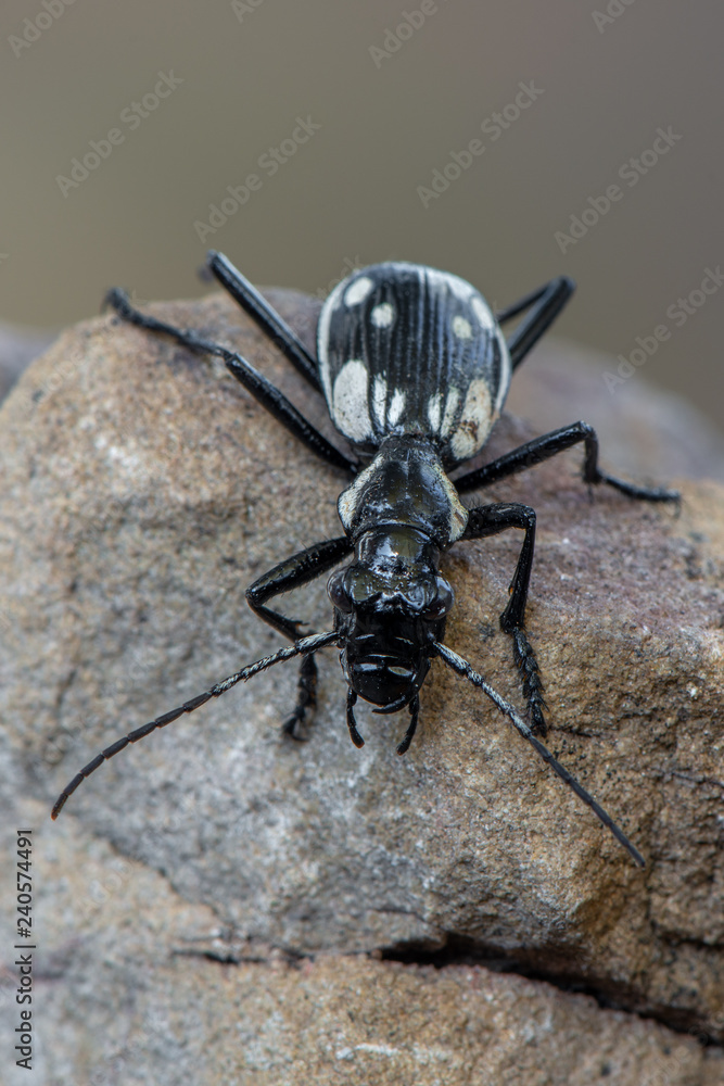 Fototapeta premium Egyptian predator beetle - Anthia sexmaculata