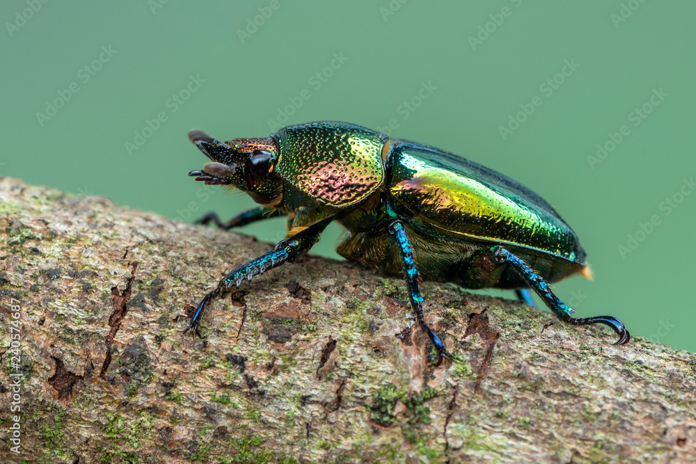 Naklejka premium Stag beetle - Lamprima adolphinae