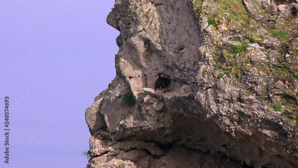 Pair of black cormorants on a rock Pair of black cormorants on a rock