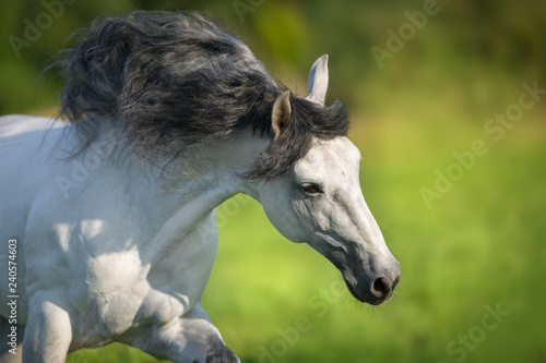 White Andalusian horse runs gallop in summerfield. Pura Raza Espanola