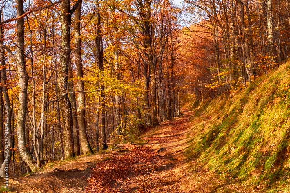 Fototapeta premium the path through the autumn forest